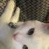 pofuduk ve sevecen kedi fotoğraf