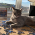 5 yaşında gri tekir kedi fotoğraf
