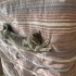 5 yaşında gri tekir kedi fotoğraf