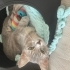 5 yaşında gri tekir kedi fotoğraf