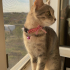 5 yaşında gri tekir kedi fotoğraf