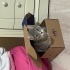 5 yaşında gri tekir kedi fotoğraf