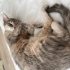 5 yaşında gri tekir kedi fotoğraf