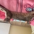 5 yaşında gri tekir kedi fotoğraf