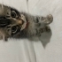 Ücretsiz yavru Tekir Kedi (0-6 ay) çok cana yakın bir kedi fotoğraf