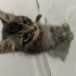 Ücretsiz yavru Tekir Kedi (0-6 ay) çok cana yakın bir kedi fotoğraf
