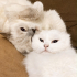 BEHLÜL & BİHTER — BİRLİKTE BİR YUVA ARIYORUZ fotoğraf