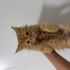 2 aylık tuvalet eğitimli , iç/dış paraziti yapılı sarman fotoğraf