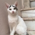Hayatınıza neşe,evinize huzur katacak masum oğluş fotoğraf