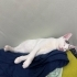 Hayatınıza neşe,evinize huzur katacak masum oğluş fotoğraf