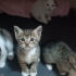 6 haftalık yavru tekir kedi fotoğraf