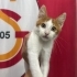 Acil yuva aranıyor fotoğraf