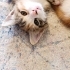 Minik patilime yuva olur musunuz fotoğraf