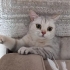 Köpük yeni yuvasını arıyor fotoğraf