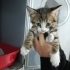 Koca kafa aşırı tatlı muhteşem yavru🧿🐱 fotoğraf