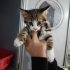 Koca kafa aşırı tatlı muhteşem yavru🧿🐱 fotoğraf