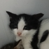 Bir aylık aşırı güzel bir bebek🧿🐱 fotoğraf