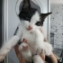 Bir aylık aşırı güzel bir bebek🧿🐱 fotoğraf
