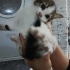 Bir aylık çok güzel yumuşacık bir kız bebek🐱🧿 fotoğraf