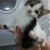 Bir aylık çok güzel yumuşacık bir kız bebek🐱🧿 fotoğraf
