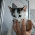 Biblo suratlı çok güzel yumuşacık bir bebek🐱🧿 fotoğraf