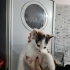 Biblo suratlı çok güzel yumuşacık bir bebek🐱🧿 fotoğraf