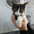 Bir aylık muhteşem calico yavru🧿🐱 fotoğraf
