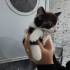 Bir aylık muhteşem calico yavru🧿🐱 fotoğraf