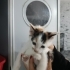 Bir aylık beyazlı calico aşırı tatlı yumuşacık bir bebek🧿🐱 fotoğraf