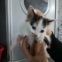 Bir aylık beyazlı calico aşırı tatlı yumuşacık bir bebek🧿🐱 fotoğraf