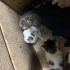 yavru kedi gelin alın fotoğraf