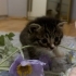 Miniğimiz aile arıyor fotoğraf