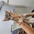 Veteriner kliniğinde koruma altında acil 3 patili fotoğraf