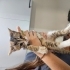 Veteriner kliniğinde koruma altında acil 3 patili fotoğraf