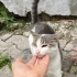 İKİ GÖZÜ DE KÖR Bİ KEDİ LÜTFEN YARDIMCI OLUN fotoğraf