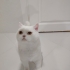 Kizimiza Yuva Arıyoruz fotoğraf