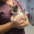 5 aylık Calico yavru kedi, dünya tatlısı, kısırlaştırması bizden fotoğraf