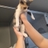 5 aylık Calico yavru kedi, dünya tatlısı, kısırlaştırması bizden fotoğraf