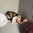5 aylık Calico yavru kedi, dünya tatlısı, kısırlaştırması bizden fotoğraf