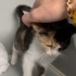 5 aylık Calico yavru kedi, dünya tatlısı, kısırlaştırması bizden fotoğraf
