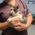 5 aylık Calico yavru kedi, dünya tatlısı, kısırlaştırması bizden fotoğraf