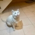 Sokağa atılan sağır kedimize acil yuva fotoğraf