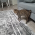 Çok sevimli yaramaz fotoğraf