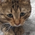 Çok sevimli yaramaz fotoğraf