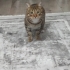 Çok sevimli yaramaz fotoğraf