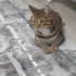 Çok sevimli yaramaz fotoğraf