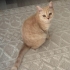 Kısır dişi british shorthair kedi fotoğraf