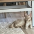 Kısır dişi british shorthair kedi fotoğraf