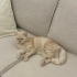 Kısır dişi british shorthair kedi fotoğraf