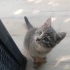 Sokağa Atılmış Yavru Kedi | Aşı Desteği fotoğraf